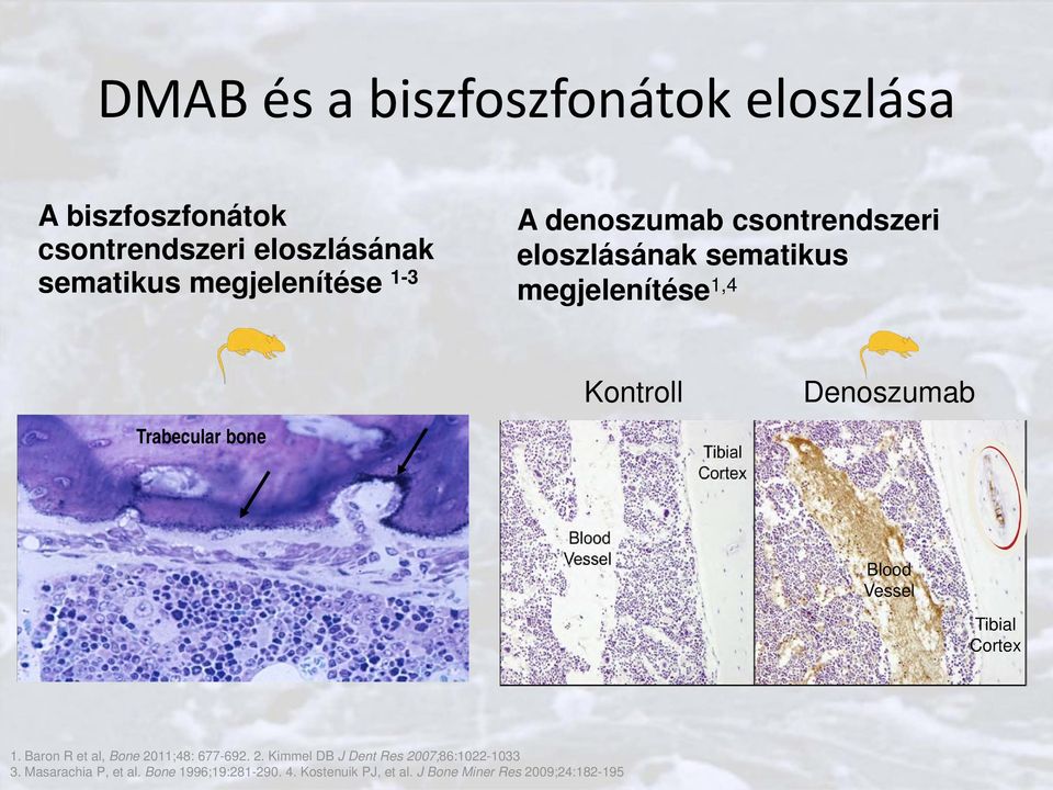 bone Blood Vessel Tibial Cortex 1. Baron R et al, Bone 2011;48: 677-692. 2. Kimmel DB J Dent Res 2007;86:1022-1033 3.