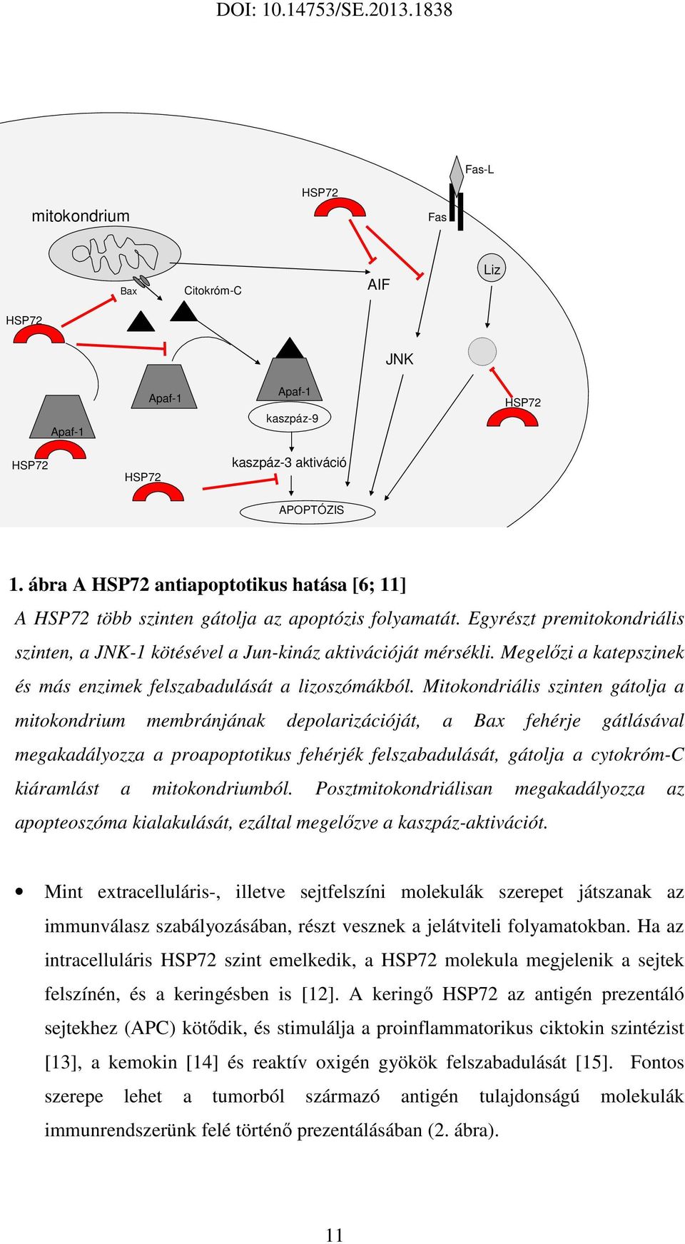 Megelőzi a katepszinek és más enzimek felszabadulását a lizoszómákból.