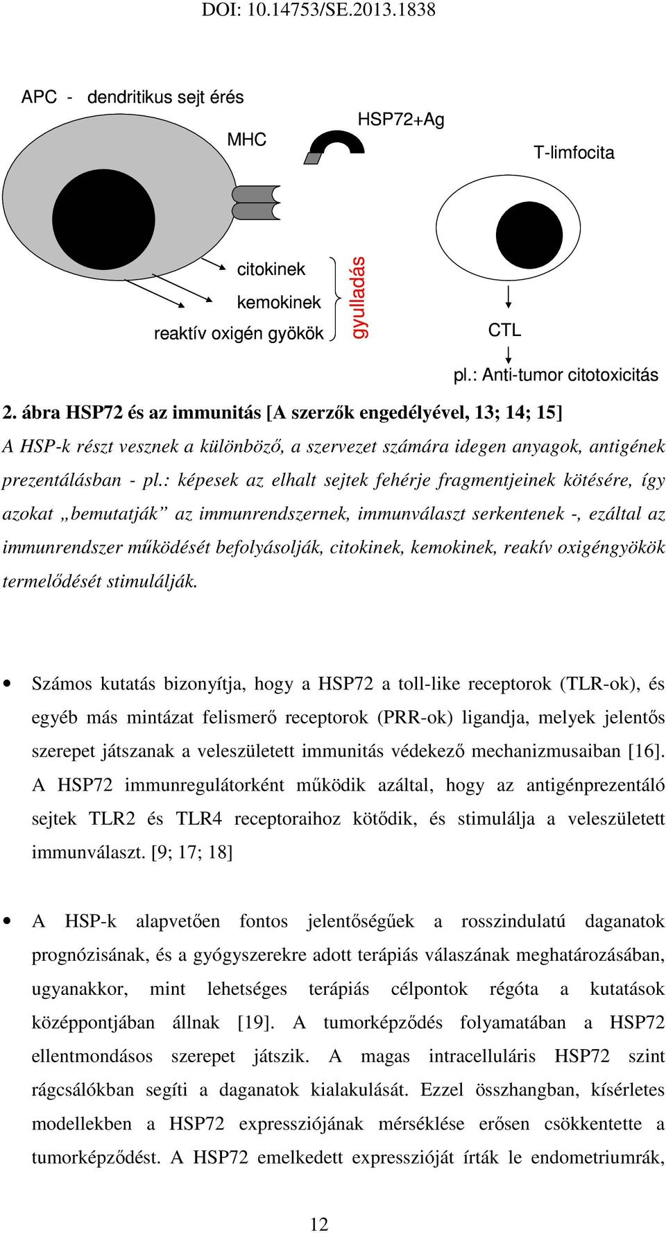 : képesek az elhalt sejtek fehérje fragmentjeinek kötésére, így azokat bemutatják az immunrendszernek, immunválaszt serkentenek -, ezáltal az immunrendszer működését befolyásolják, citokinek,