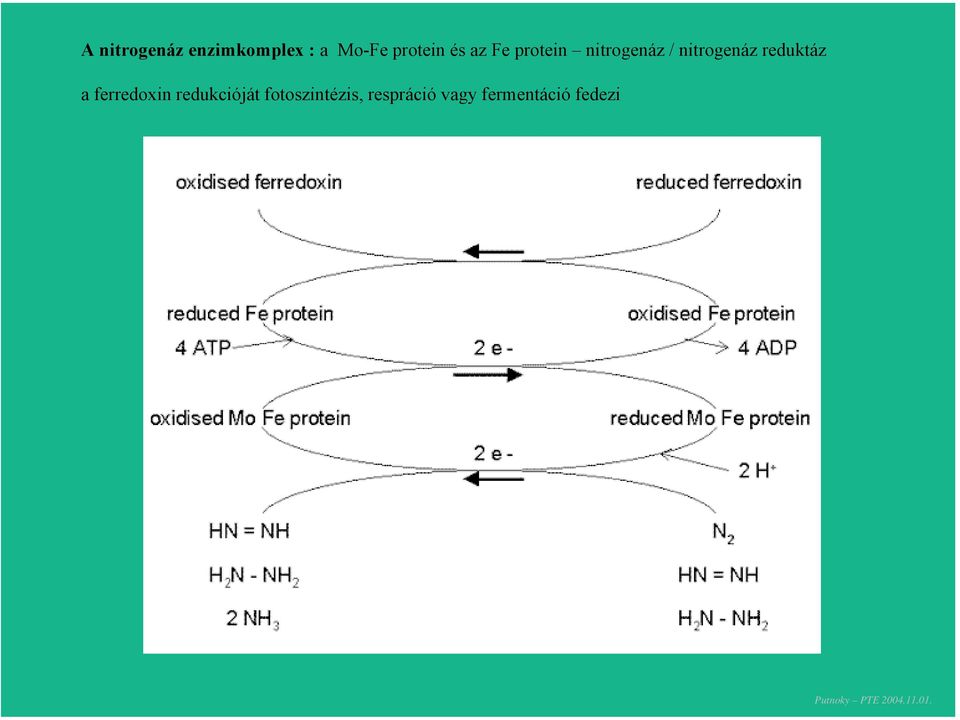 nitrogenáz reduktáz a ferredoxin