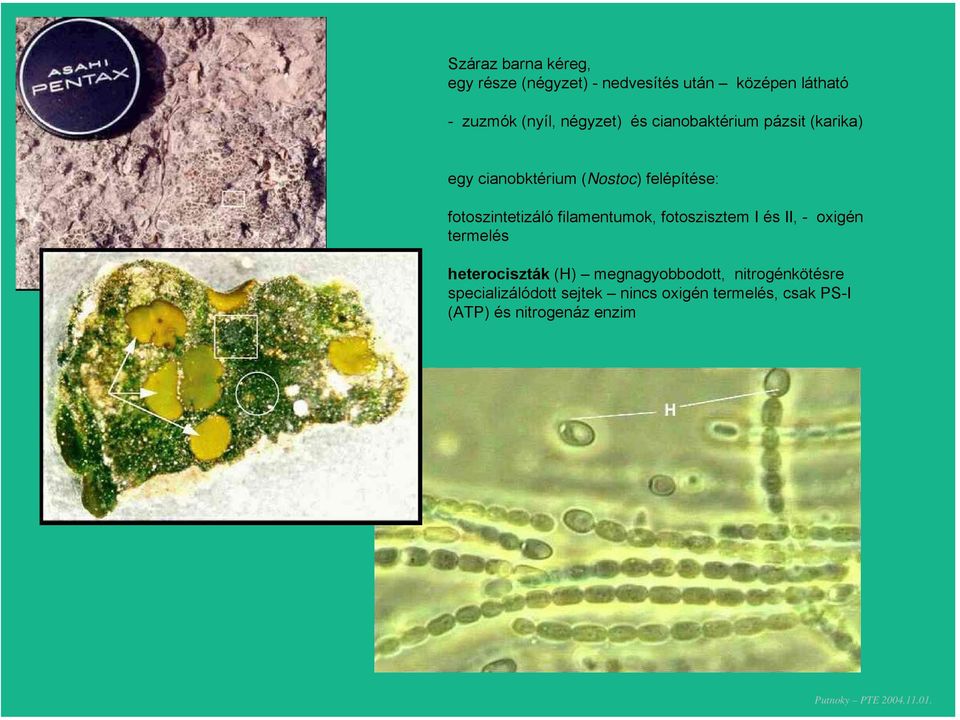 fotoszintetizáló filamentumok, fotoszisztem I és II, - oxigén termelés heterociszták (H)