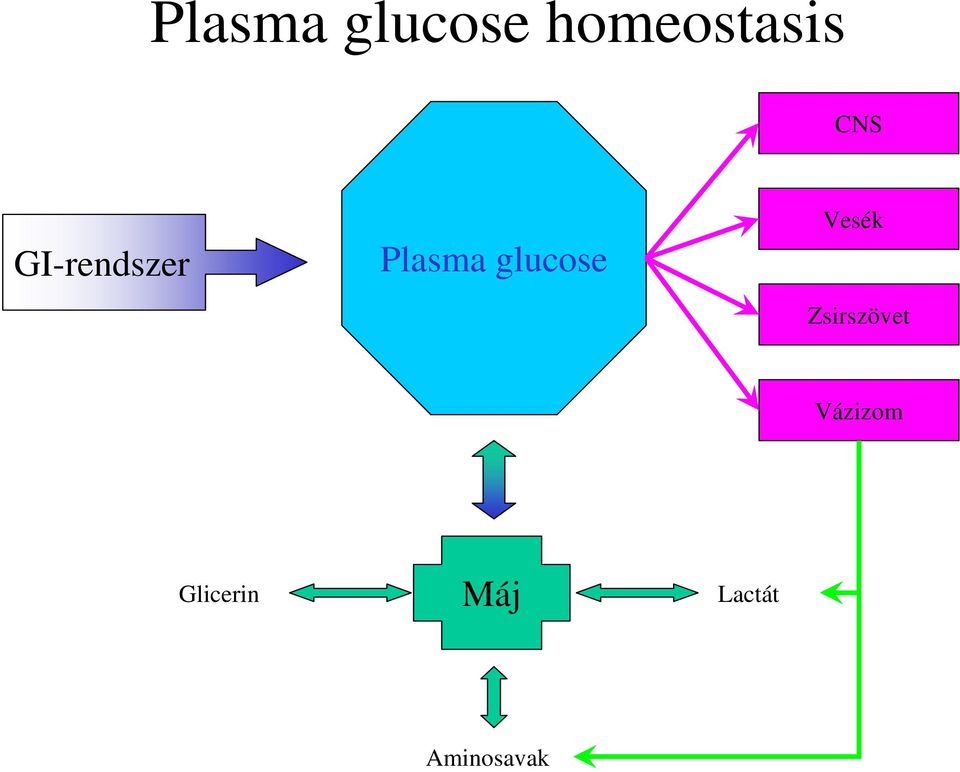 glucose Vesék Zsirszövet