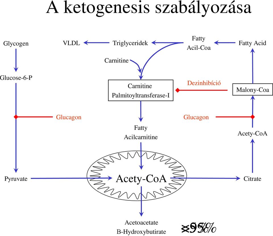 Palmitoyltransferase-I Dezinhibíció Malony-Coa Glucagon Glucagon