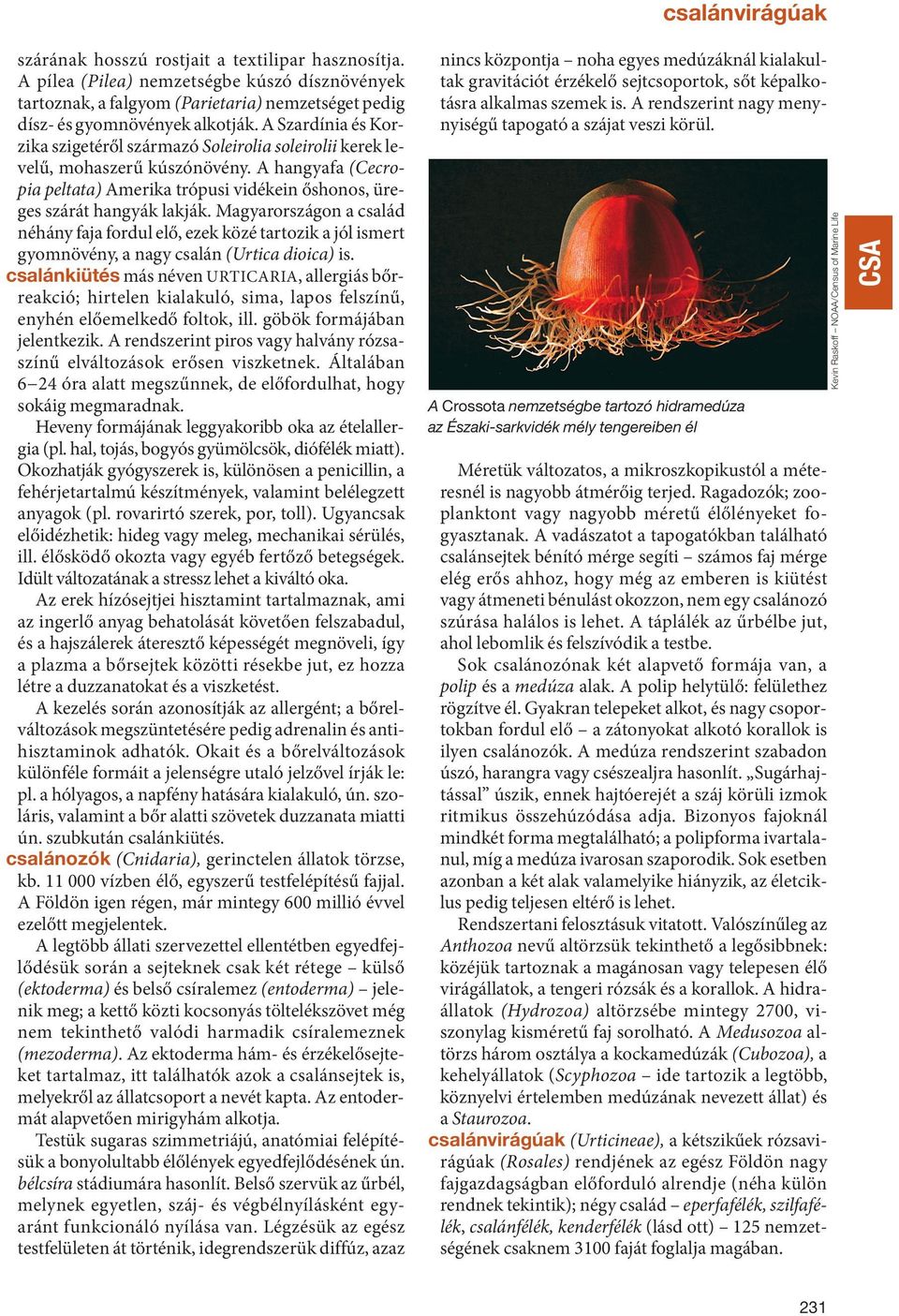 Magyarországon a család néhány faja fordul elő, ezek közé tartozik a jól ismert gyomnövény, a nagy csalán (Urtica dioica) is.