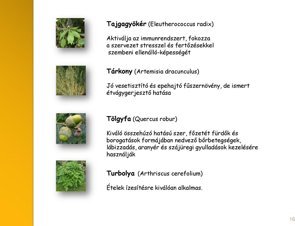 hatása Tölgyfa (Quercus robur) Kiváló összehúzó hatású szer, főzetét fürdők és borogatások formájában nedvező bőrbetegségek,