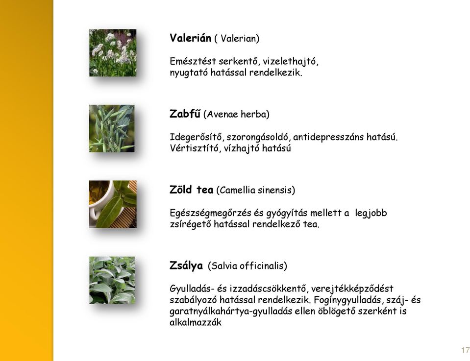 Vértisztító, vízhajtó hatású Zöld tea (Camellia sinensis) Egészségmegőrzés és gyógyítás mellett a legjobb zsírégető hatással