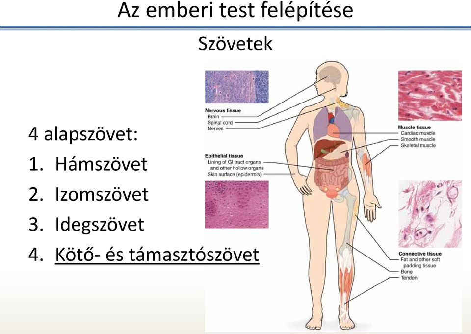 Hámszövet 2. Izomszövet 3.