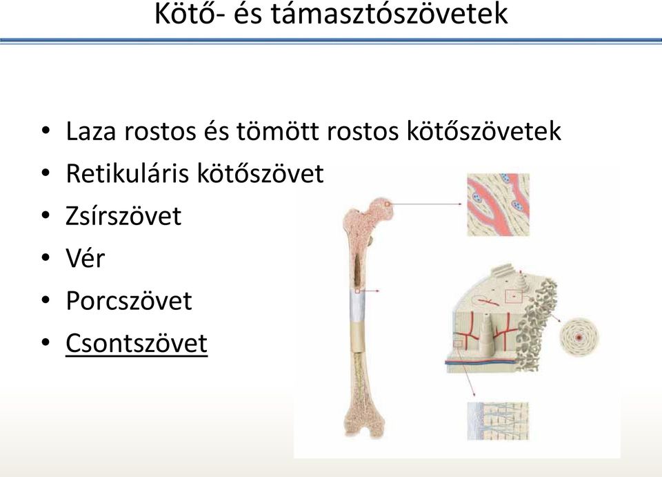 kötőszövetek Retikuláris