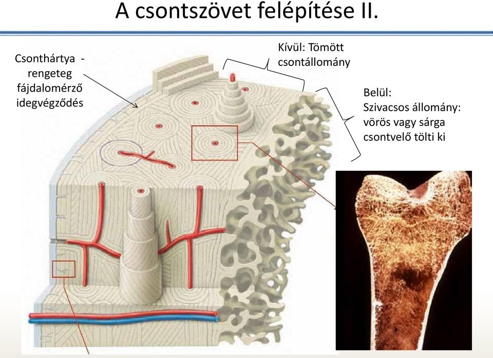 idegvégződés Kívül: Tömött csontállomány