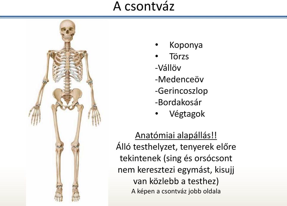 ! Álló testhelyzet, tenyerek előre tekintenek (sing és