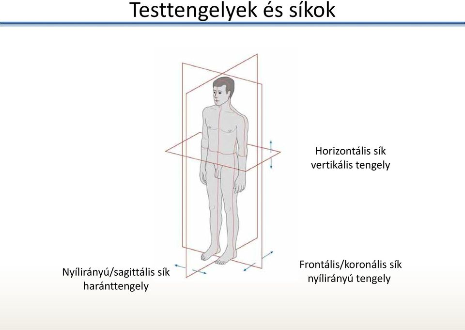 Nyílirányú/sagittális sík