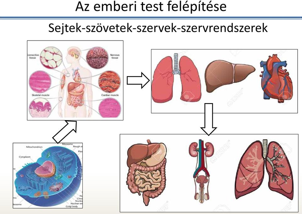 Sejtek szövetek