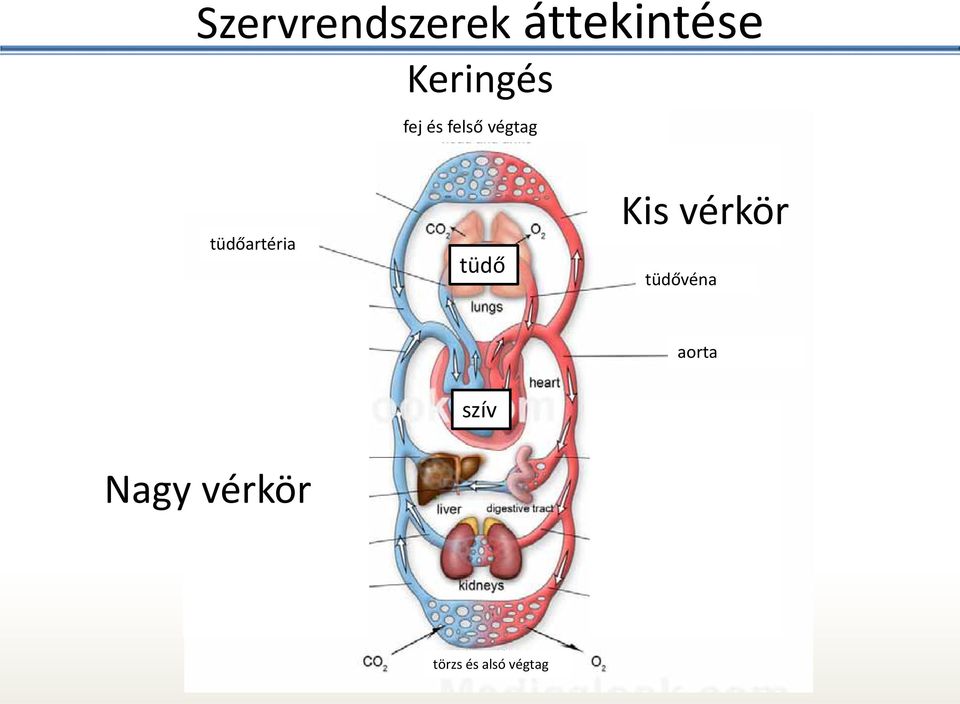 tüdőartéria tüdő Kis vérkör