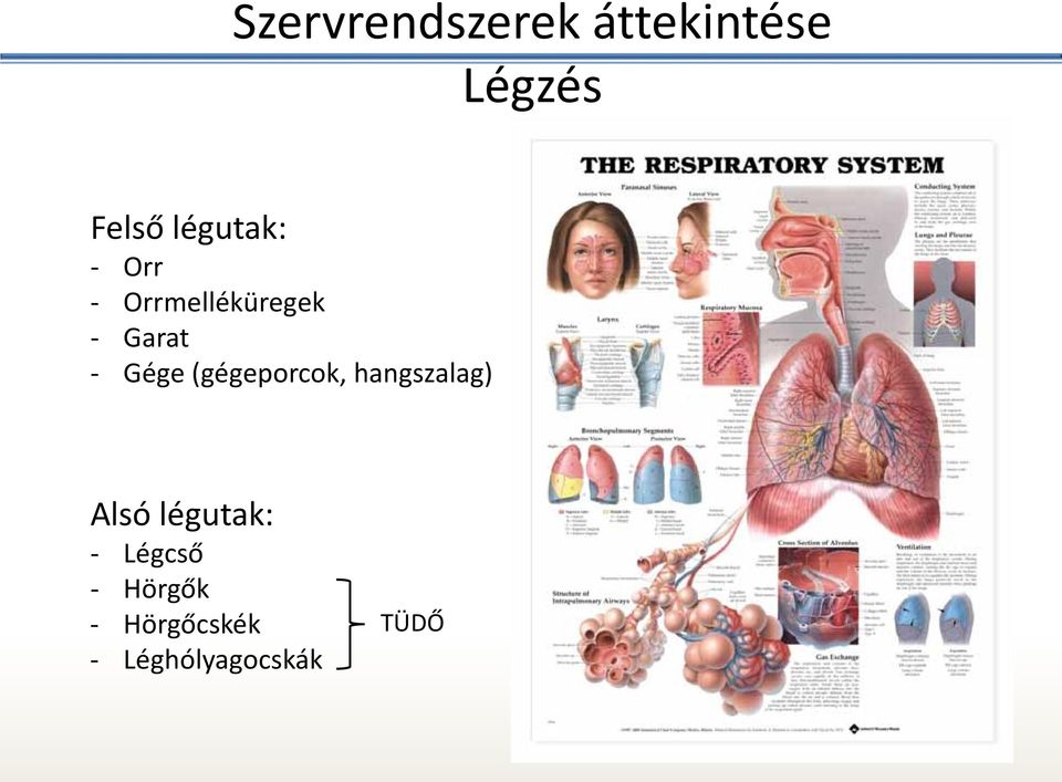 (gégeporcok, hangszalag) Alsó légutak: