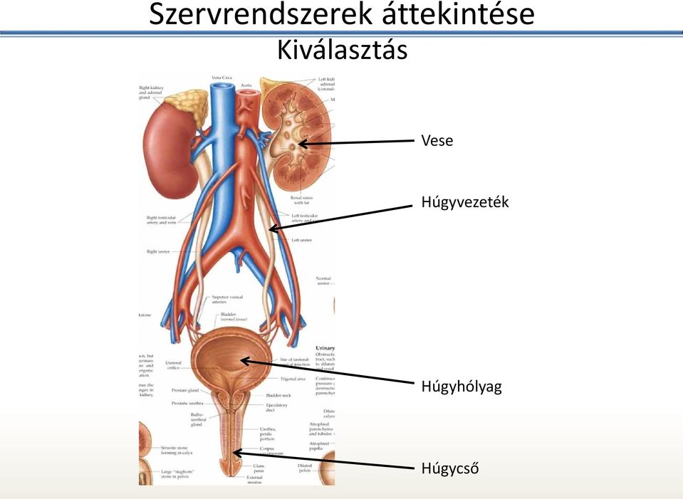 Kiválasztás Vese