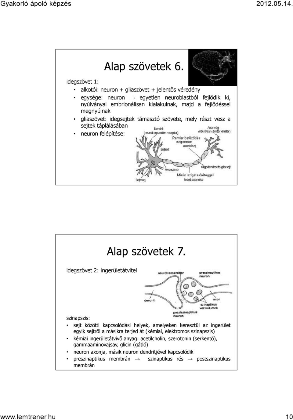 megnyúlnak gliaszövet: idegsejtek támasztó szövete, mely részt vesz a sejtek táplálásában neuron felépítése: idegszövet 2: ingerületátvitel Alap szövetek 7.