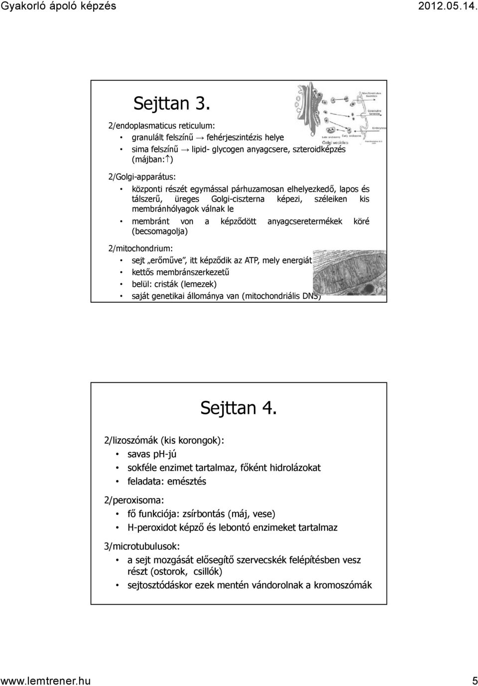 elhelyezkedő, lapos és tálszerű, üreges Golgi-ciszterna képezi, széleiken kis membránhólyagok válnak le membránt von a képződött anyagcseretermékek köré (becsomagolja) 2/mitochondrium: sejt erőműve,