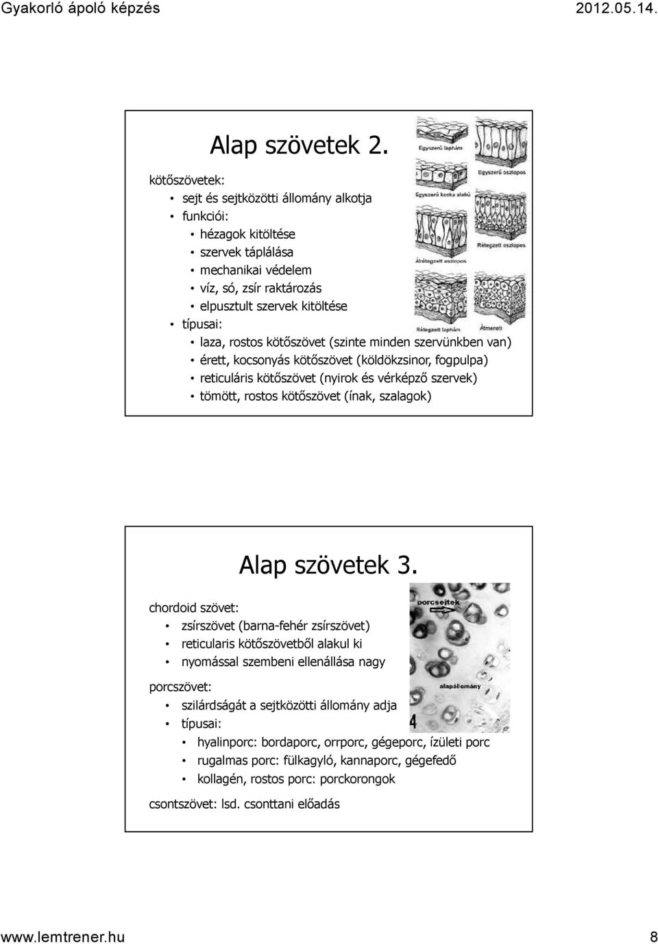 kötőszövet (szinte minden szervünkben van) érett, kocsonyás kötőszövet (köldökzsinor, fogpulpa) reticuláris kötőszövet (nyirok és vérképző szervek) tömött, rostos kötőszövet (ínak, szalagok) Alap