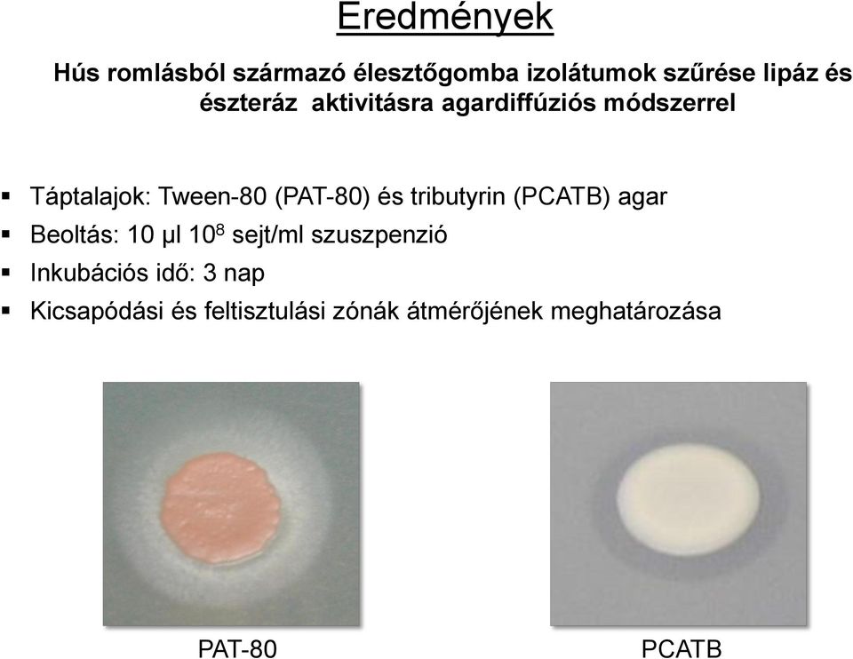és tributyrin (PCATB) agar Beoltás: µl 8 sejt/ml szuszpenzió Inkubációs