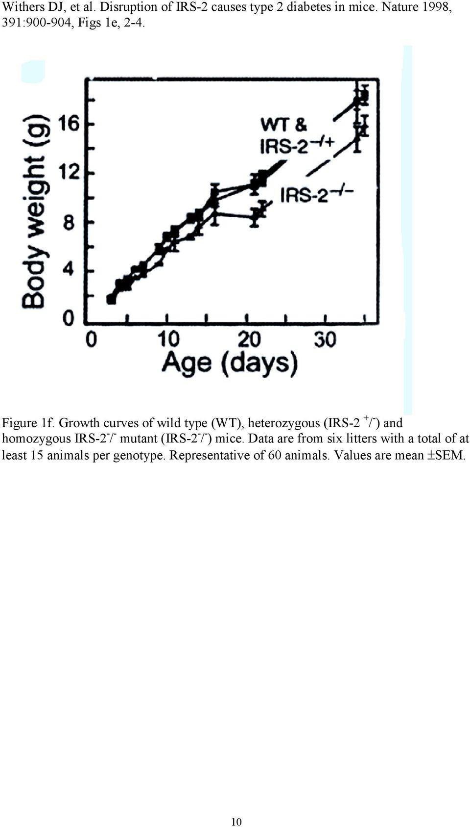 Growth curves of wild type (WT), heterozygous (IRS-2 + / - ) and homozygous IRS-2 - / -