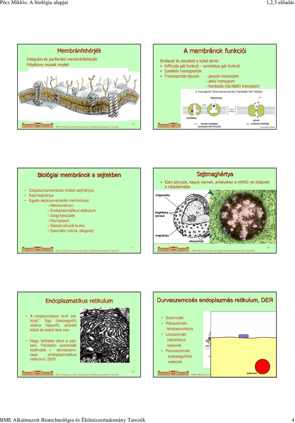 Egyéb sejtszervecskék membránjai:» Mitokondrium» Endoplazmatikus retikulum» Golgi készülék» Kloroplaszt» Sejtzárványok burka» Speciális (retina, idegsejt) Sejtmaghártya Ezen pórusok, kapuk vannak,