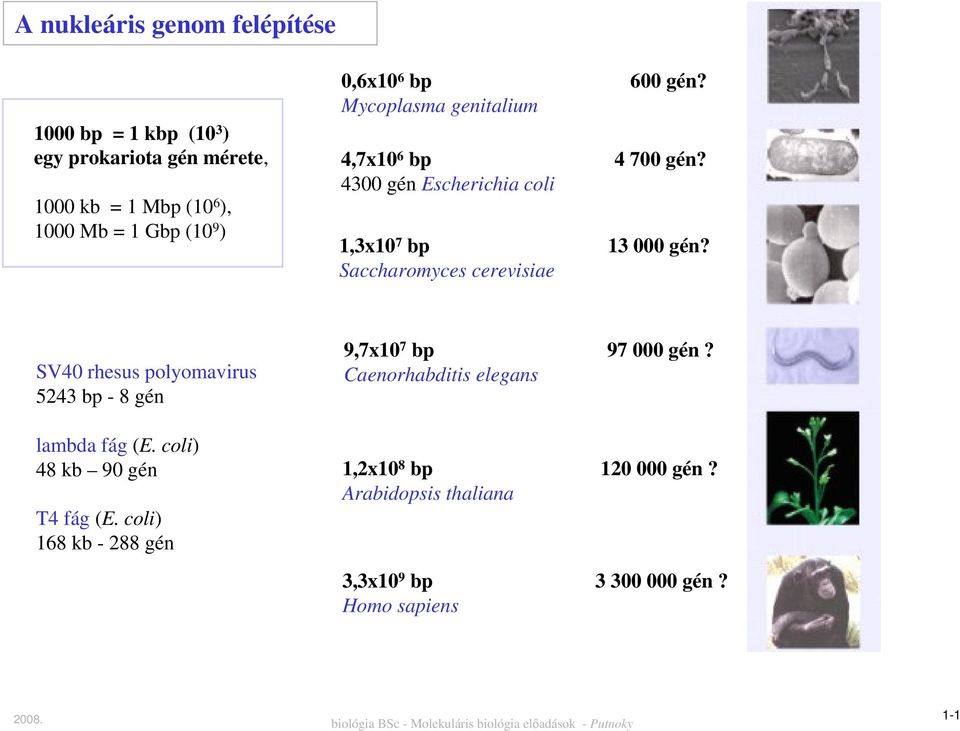 Saccharomyces cerevisiae SV40 rhesus polyomavirus 5243 bp - 8 gén lambda fág (E. coli) 48 kb 90 gén T4 fág (E.