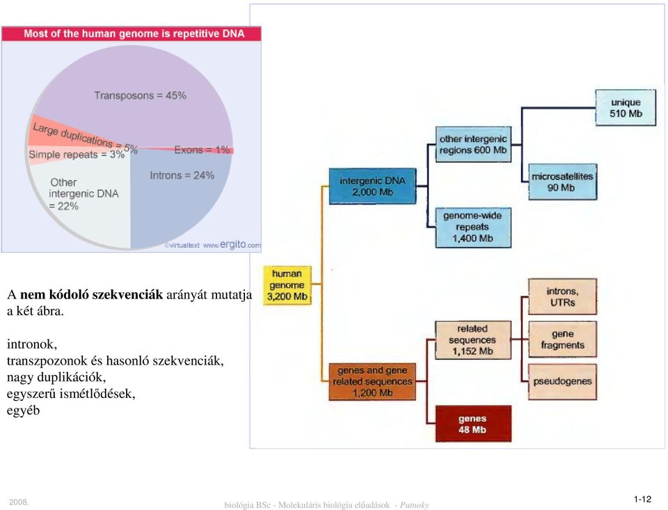 intronok, transzpozonok és hasonló