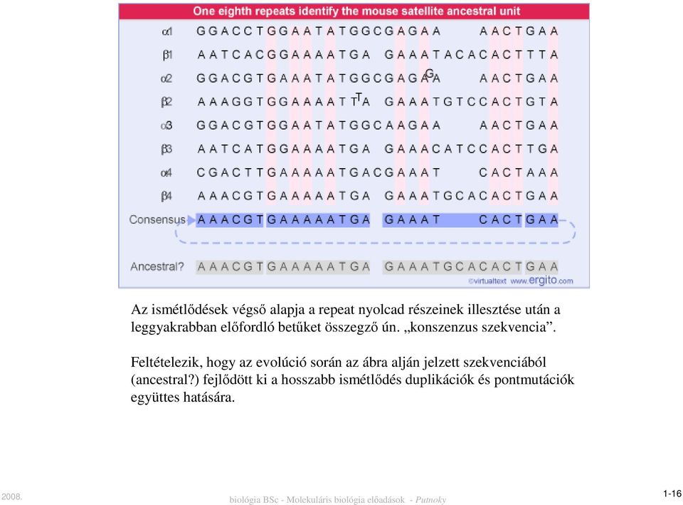 Feltételezik, hogy az evolúció során az ábra alján jelzett szekvenciából