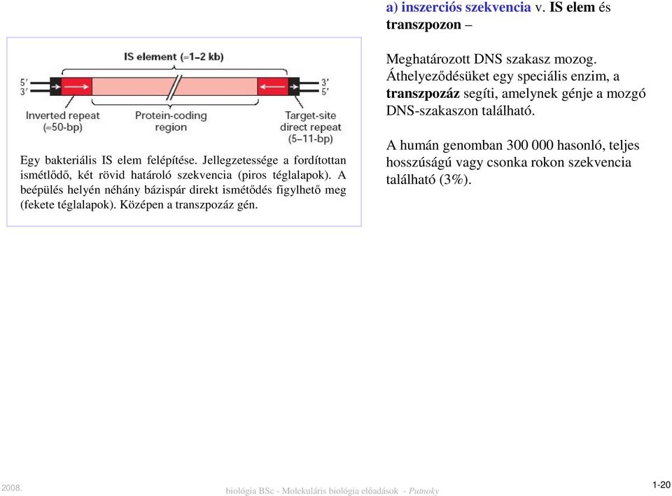 Egy bakteriális IS elem felépítése. Jellegzetessége a fordítottan ismétlődő, két rövid határoló szekvencia (piros téglalapok).