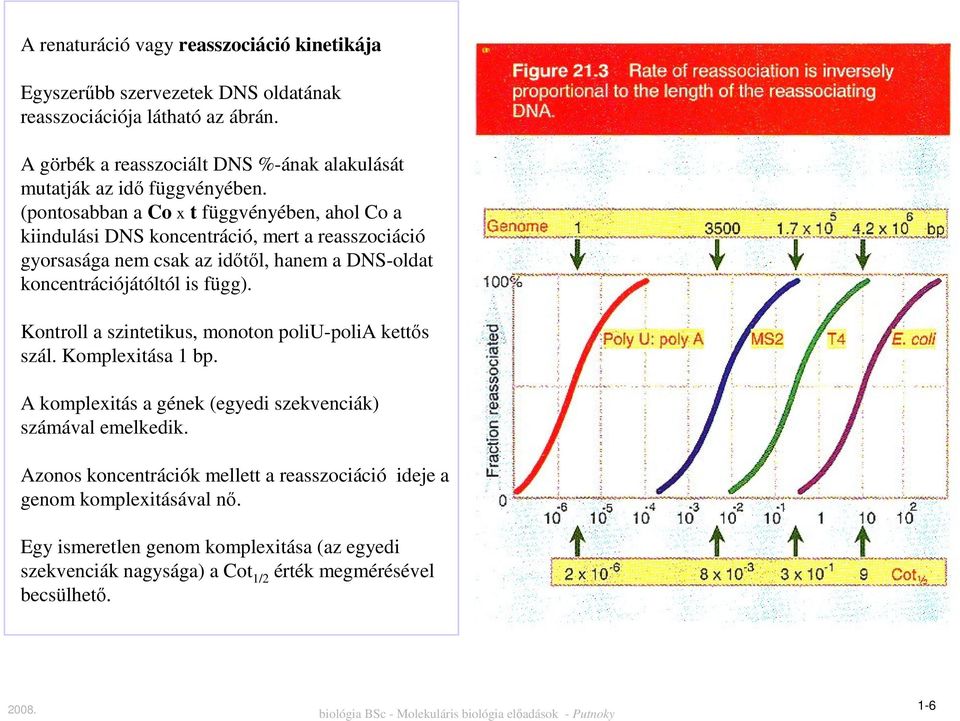 (pontosabban a Co x t függvényében, ahol Co a kiindulási DNS koncentráció, mert a reasszociáció gyorsasága nem csak az időtől, hanem a DNS-oldat koncentrációjátóltól is