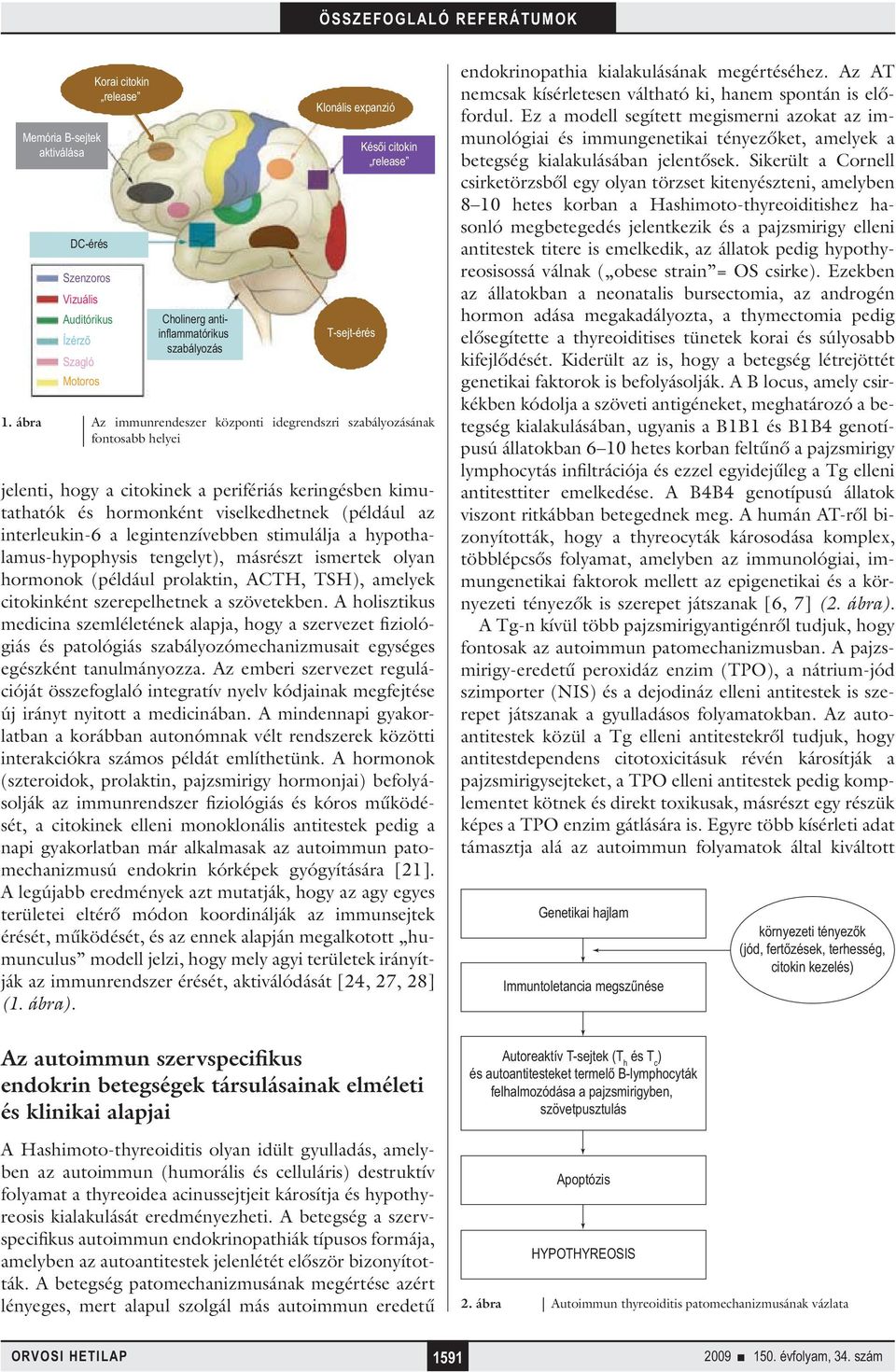 ábra Az immunrendeszer központi idegrendszri szabályozásának fontosabb helyei jelenti, hogy a citokinek a perifériás keringésben kimutathatók és hormonként viselkedhetnek (például az interleukin-6 a