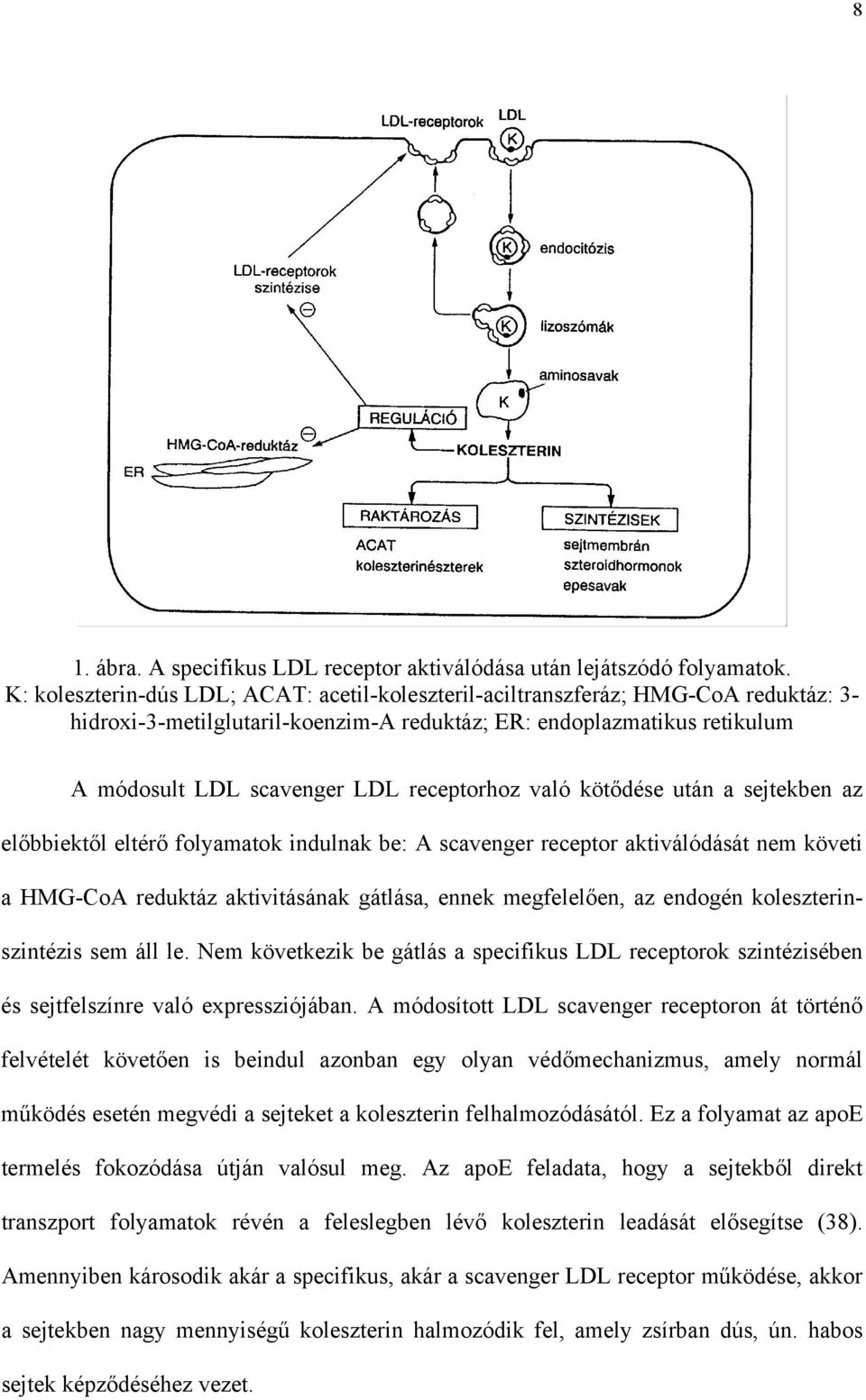 receptorhoz való köt dése után a sejtekben az el bbiekt l eltér folyamatok indulnak be: A scavenger receptor aktiválódását nem követi a HMG-CoA reduktáz aktivitásának gátlása, ennek megfelel en, az