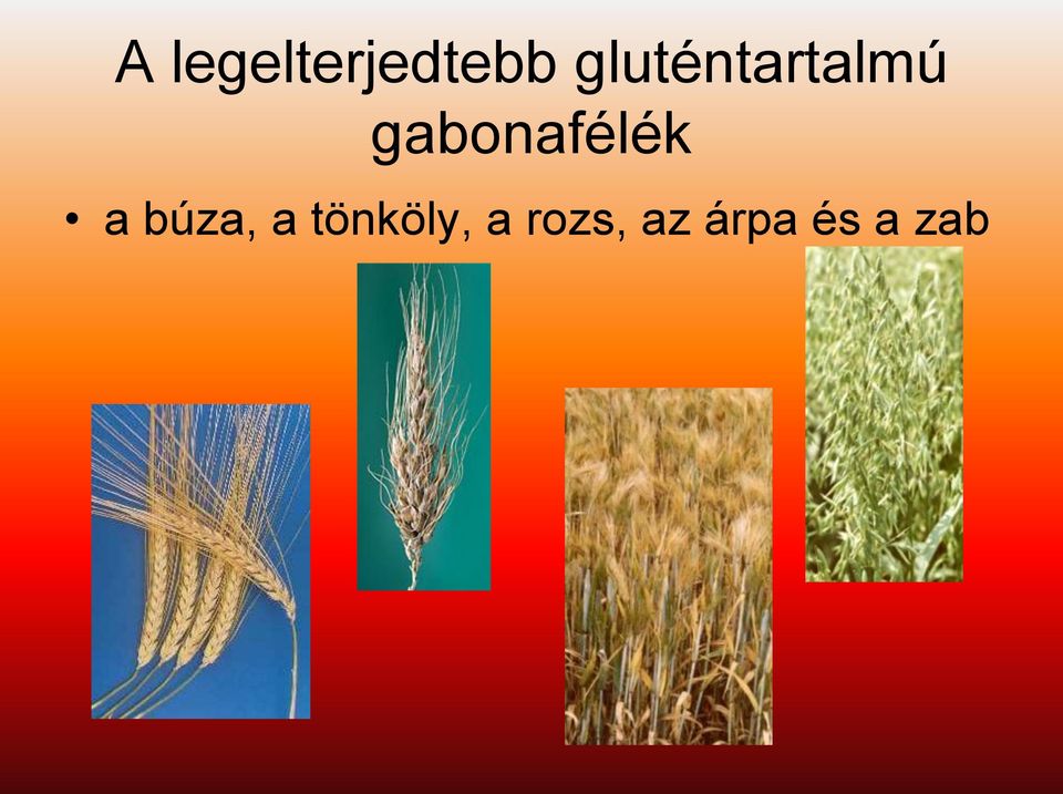 gabonafélék a búza, a