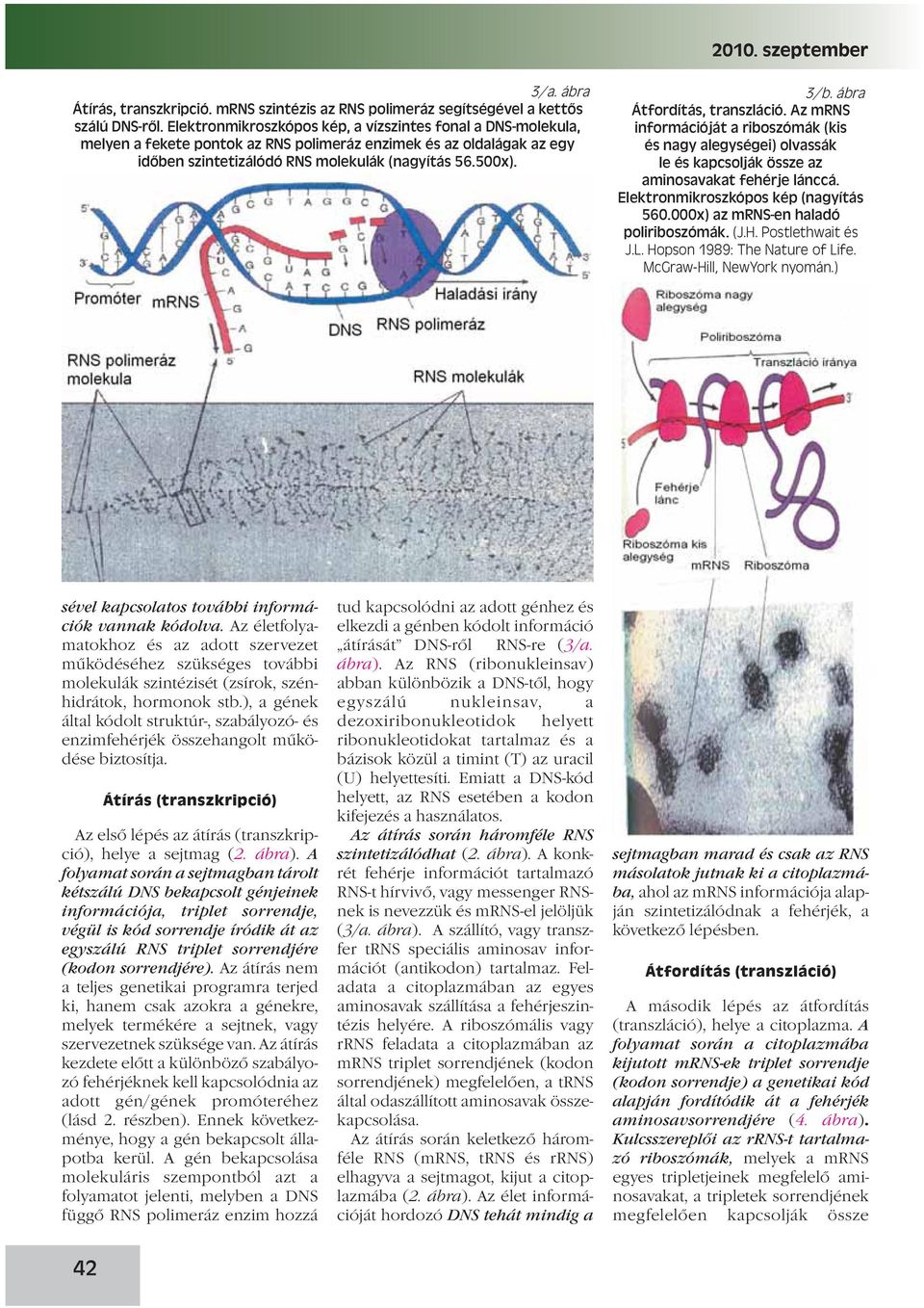 ábra Átfordítás, transzláció. Az mrns információját a riboszómák (kis és nagy alegységei) olvassák le és kapcsolják össze az aminosavakat fehérje lánccá. Elektronmikroszkópos kép (nagyítás 560.