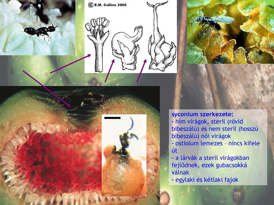 ostiolum lemezes nincs kifele út - a lárvák a steril