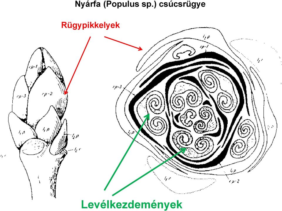 Rügypikkelyek