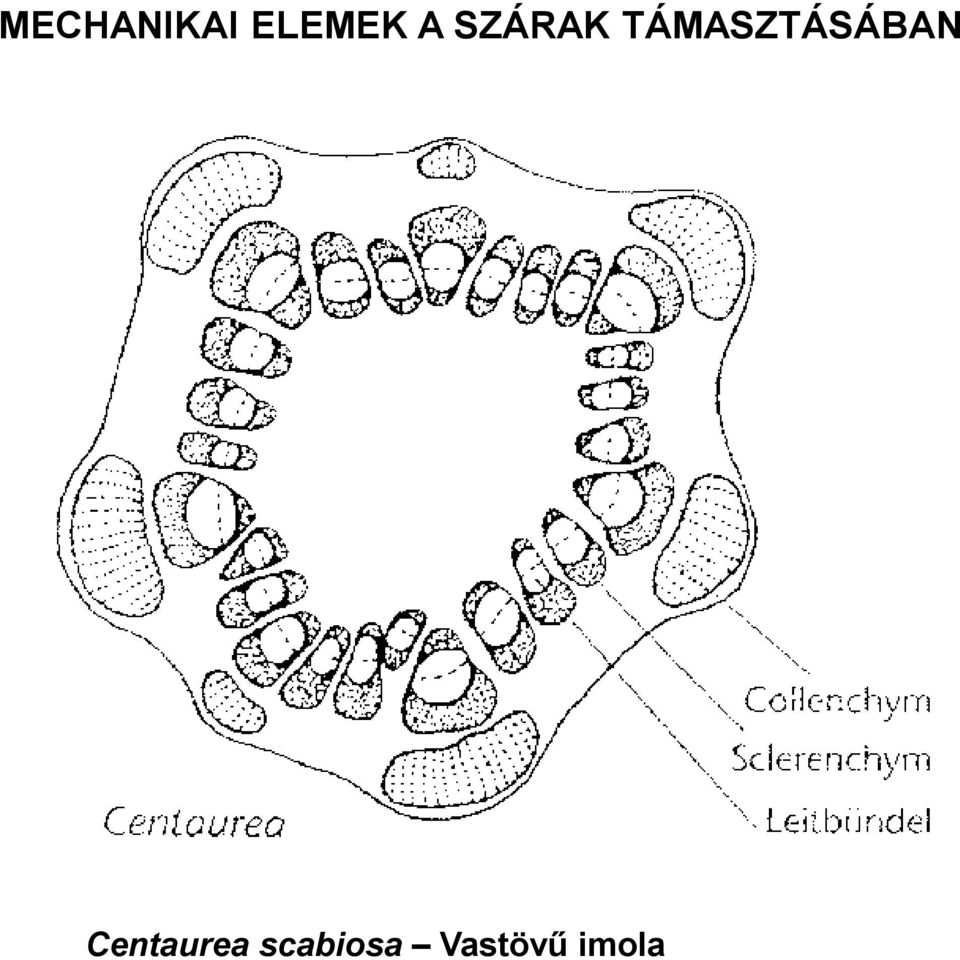 TÁMASZTÁSÁBAN