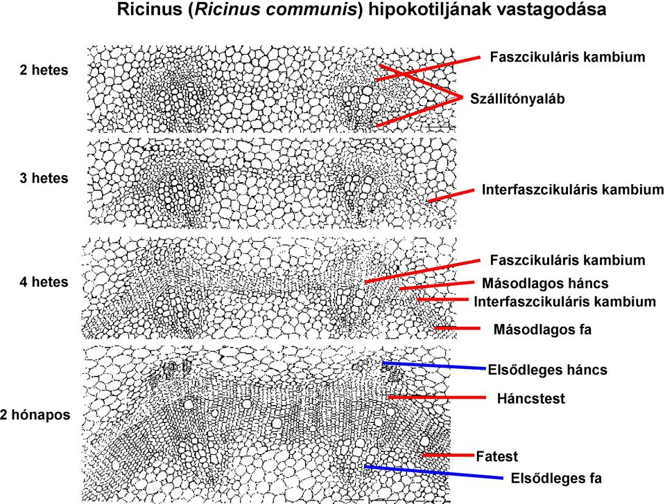 kambium 4 hetes Faszcikuláris kambium Másodlagos háncs