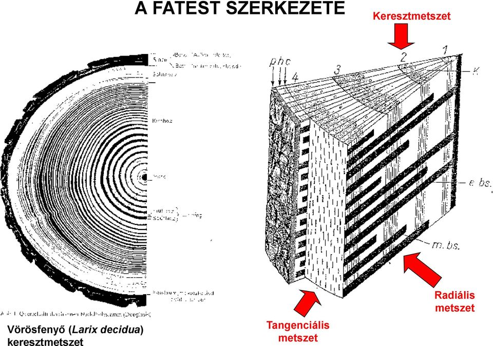 (Larix decidua)