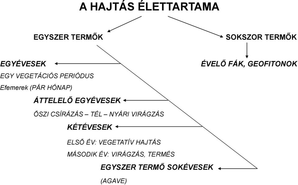 FÁK, GEOFITONOK ŐSZI CSÍRÁZÁS TÉL NYÁRI VIRÁGZÁS KÉTÉVESEK ELSŐ ÉV: