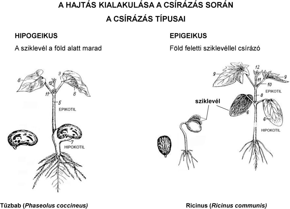 EPIGEIKUS Föld feletti sziklevéllel csírázó