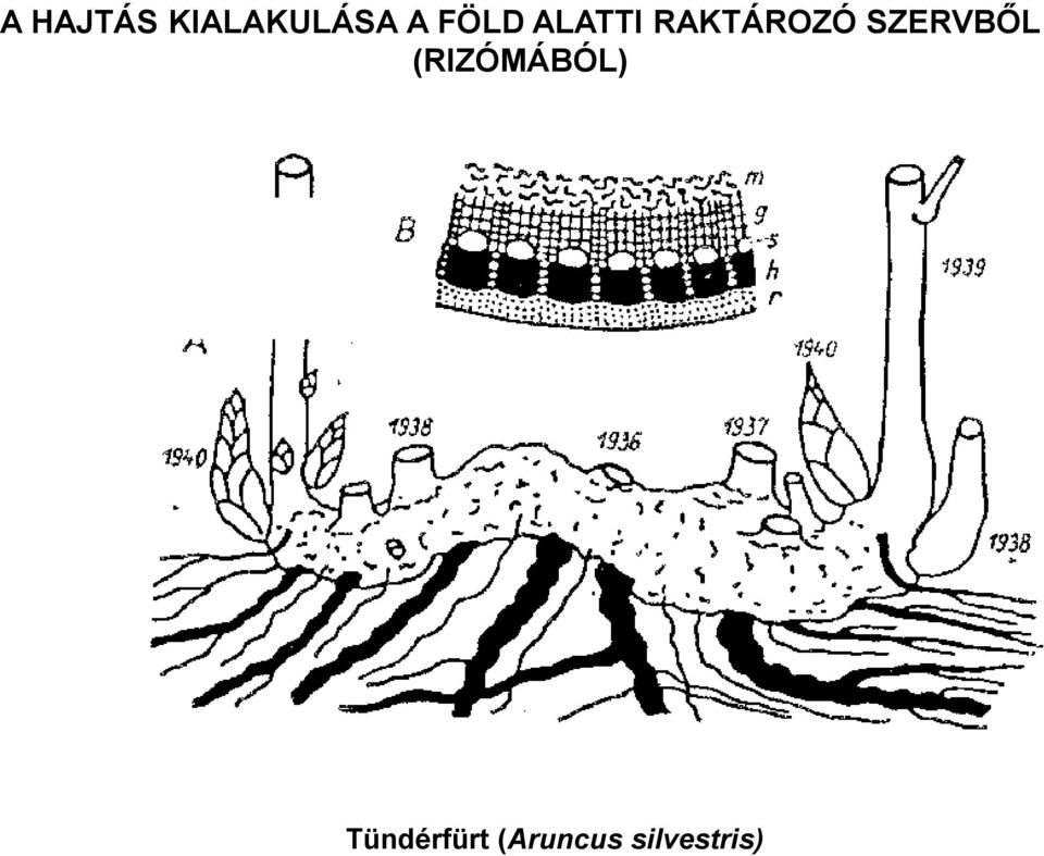 SZERVBŐL (RIZÓMÁBÓL)