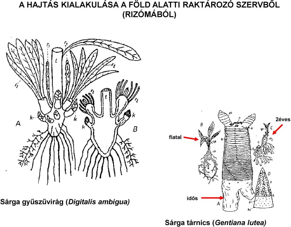 fiatal Sárga gyűszűvirág (Digitalis