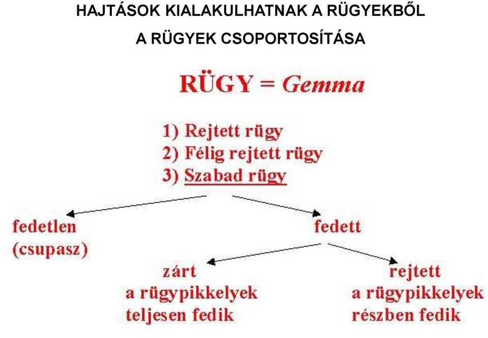 A RÜGYEKBŐL A