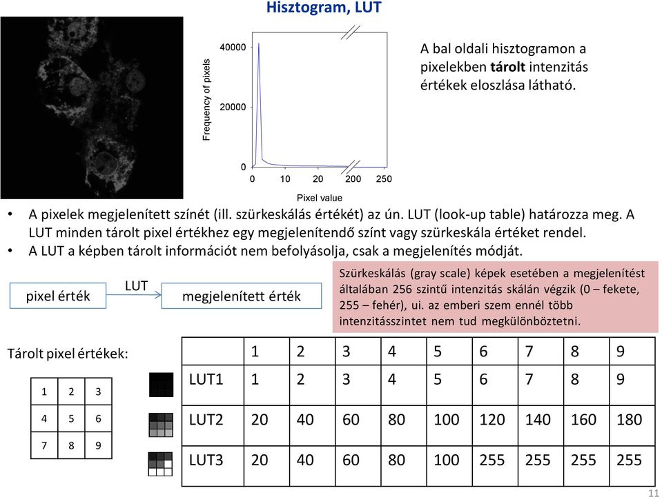 A LUT a képben tárolt információt nem befolyásolja, csak a megjelenítés módját.