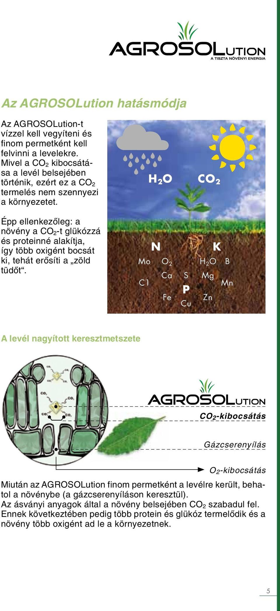 H 2 O CO 2 Épp ellenkezőleg: a növény a CO 2 -t glükózzá és proteinné alakítja, így több oxigént bocsát ki, tehát erősíti a zöld tüdőt.