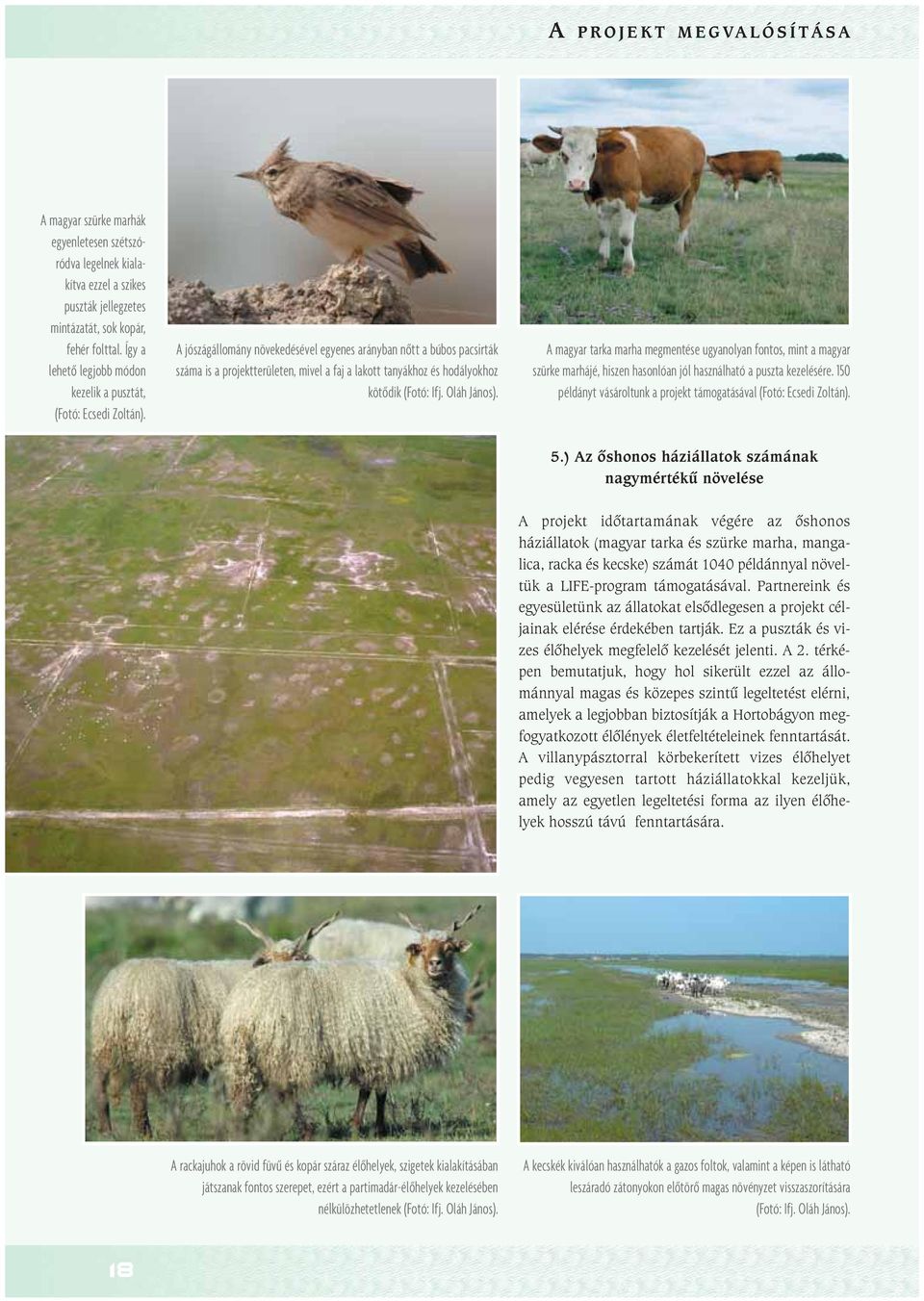 A jószágállomány növekedésével egyenes arányban nôtt a búbos pacsirták száma is a projektterületen, mivel a faj a lakott tanyákhoz és hodályokhoz kötôdik A magyar tarka marha megmentése ugyanolyan
