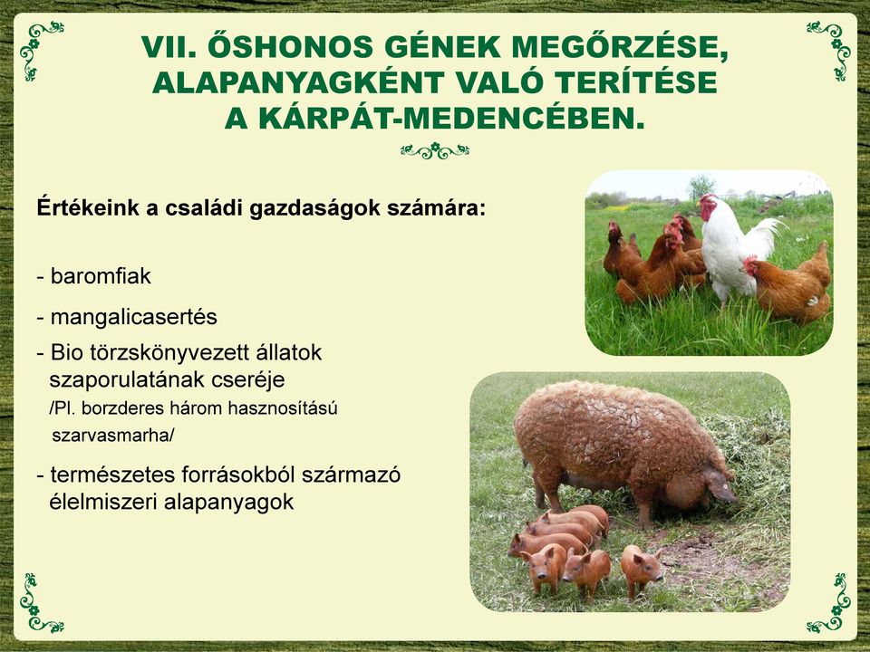 Értékeink a családi gazdaságok számára: - baromfiak - mangalicasertés - Bio