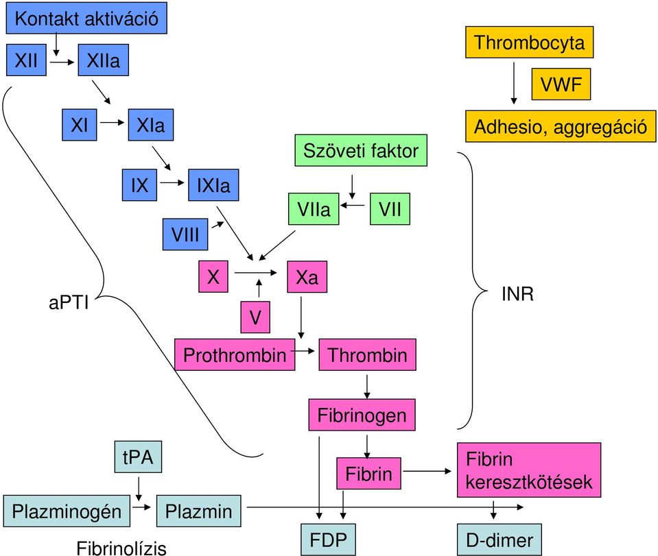 Xa INR Prothrombin Thrombin tpa Plazminogén Plazmin