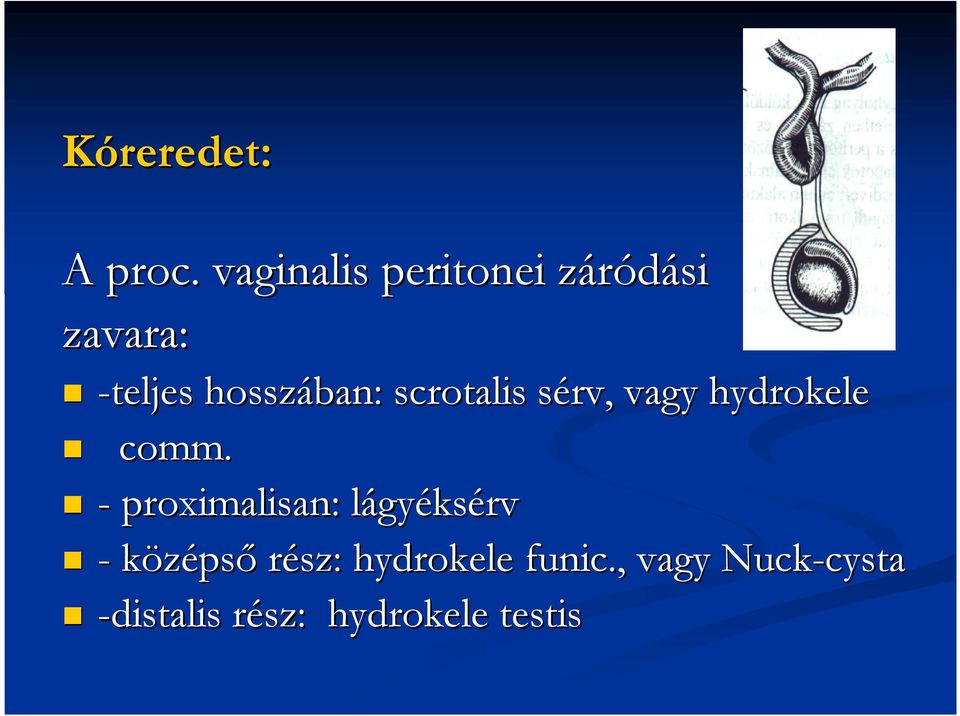 scrotalis sérv, vagy hydrokele comm.